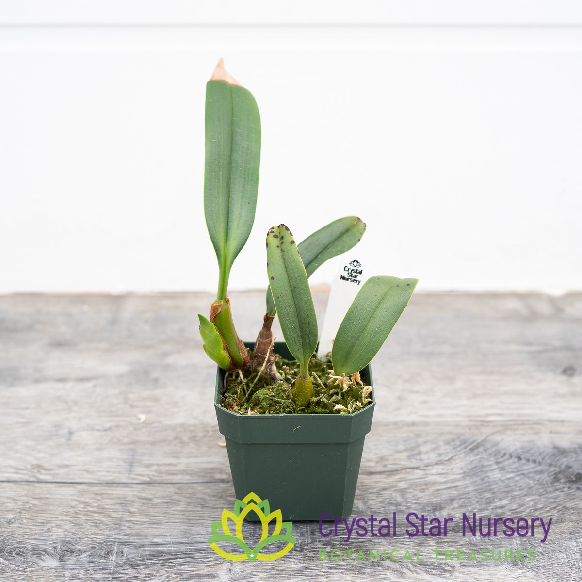 Bulbophyllum Santosii (30)