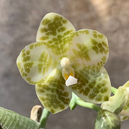 Phalaenopsis Gigantea Alba