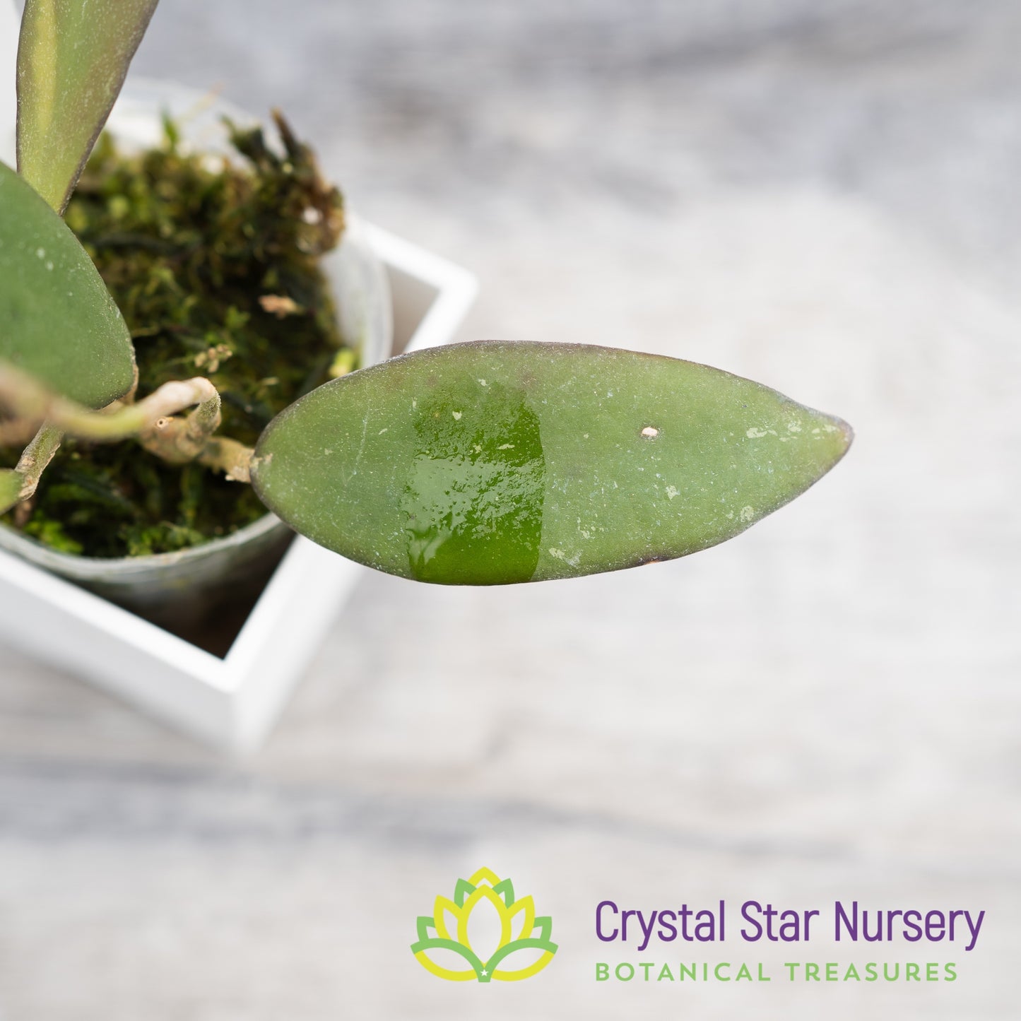 Hoya sp Sabah 'Dragonfly'