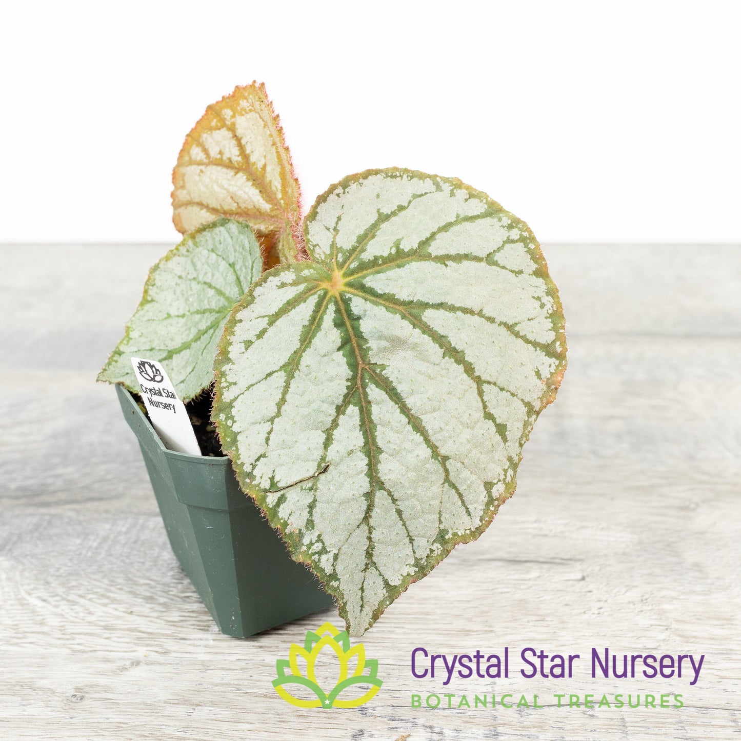 Begonia U400
