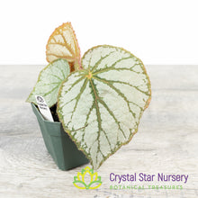 Begonia U400