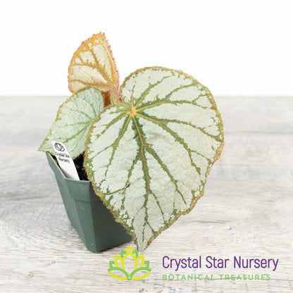 Begonia U400
