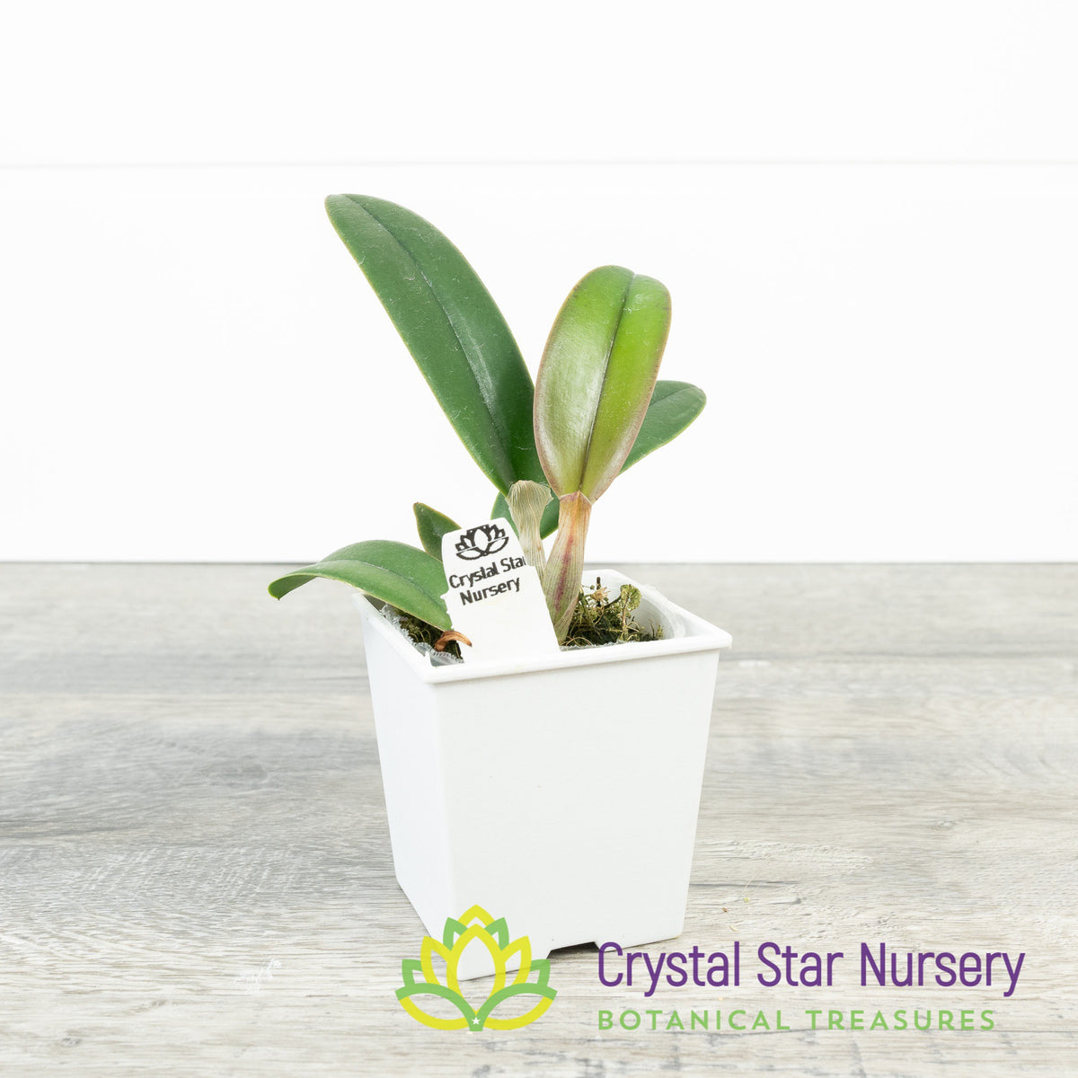 Cattleya Florence Lin