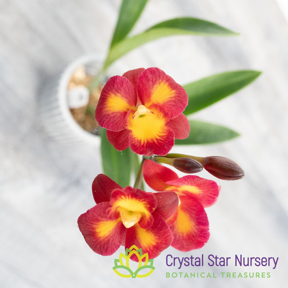 Guaricattonia Anzac Jewel &#39;Kitty&#39;