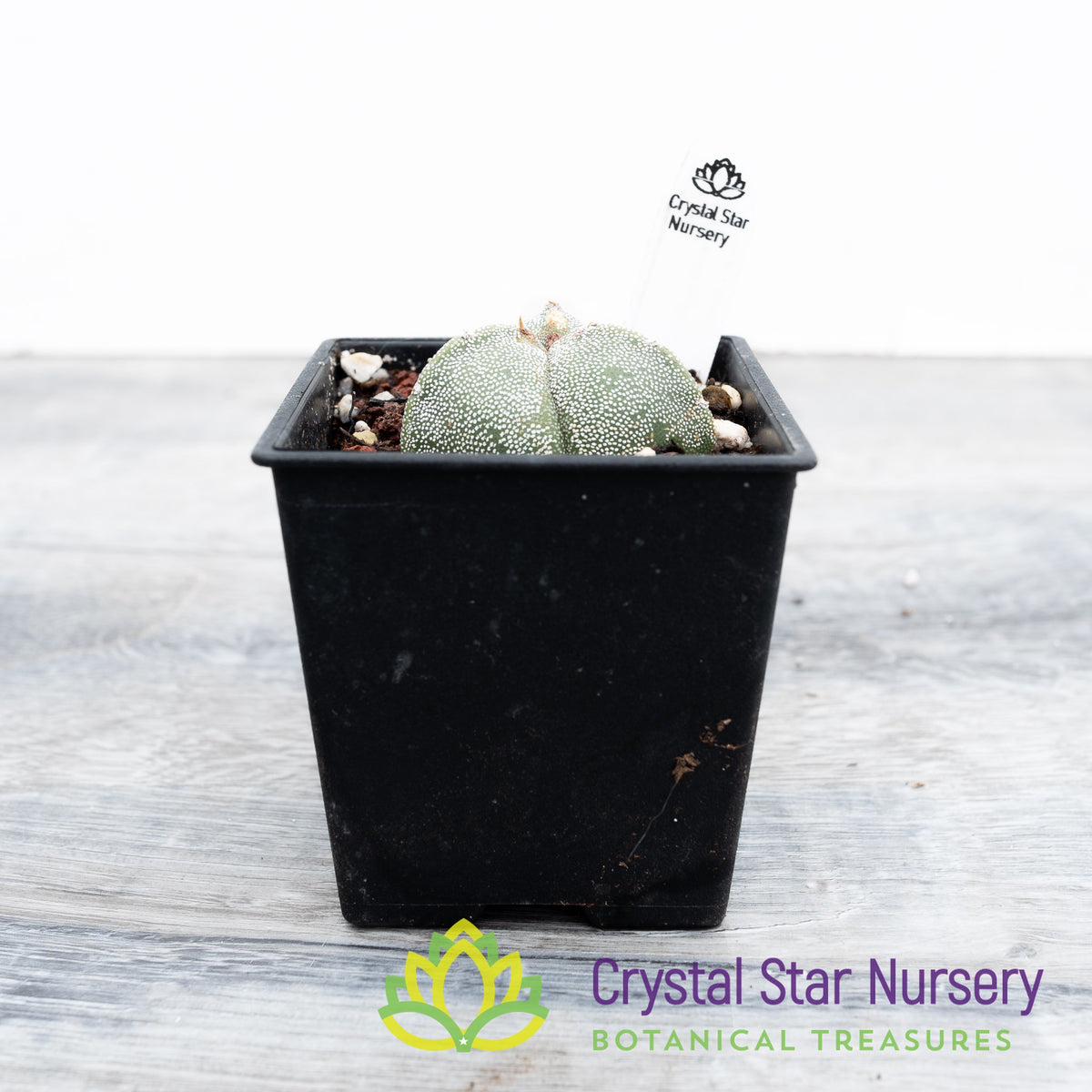 Astrophytum Myriostigma var. Tricostatum