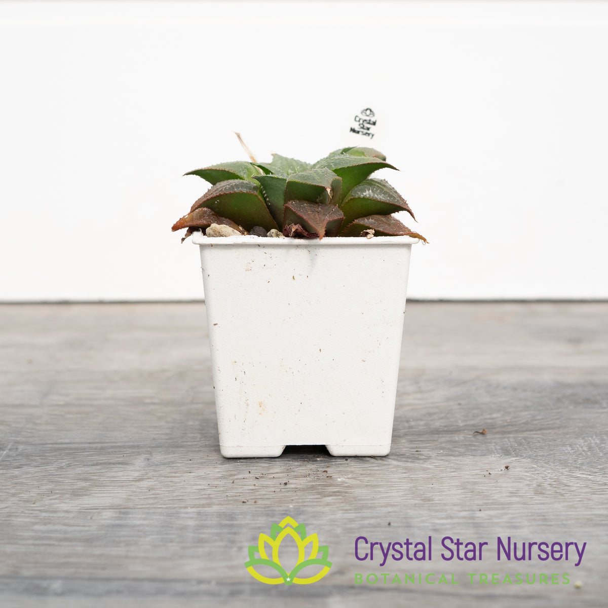 Haworthia Badia (LS143)