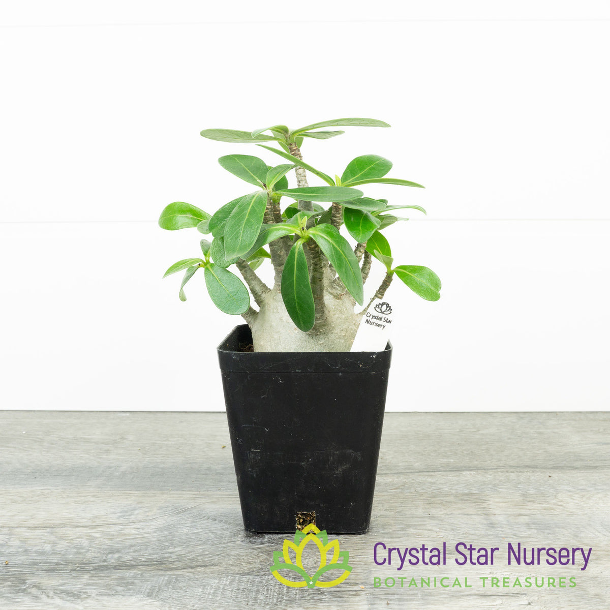 Adenium Arabicum