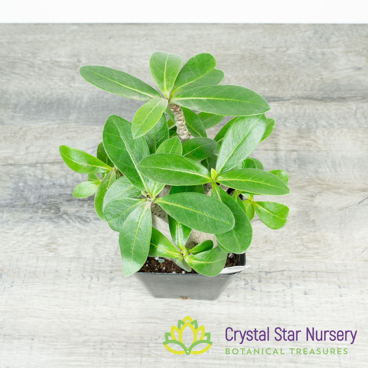 Adenium Arabicum