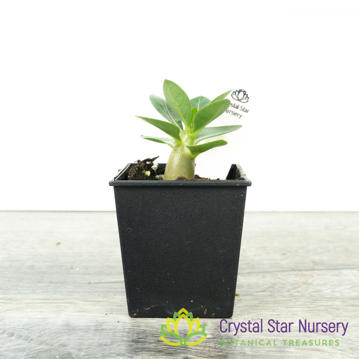 Adenium Big Foot