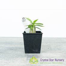 Adenium Black Fang