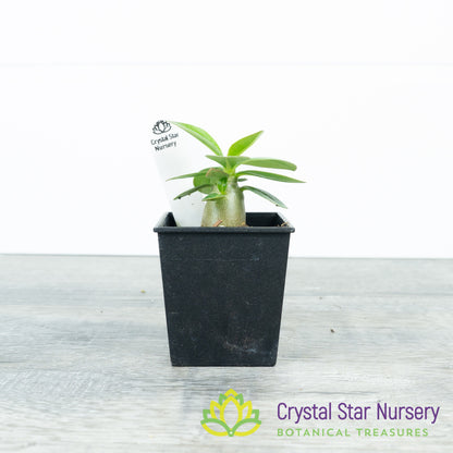 Adenium Black Fang