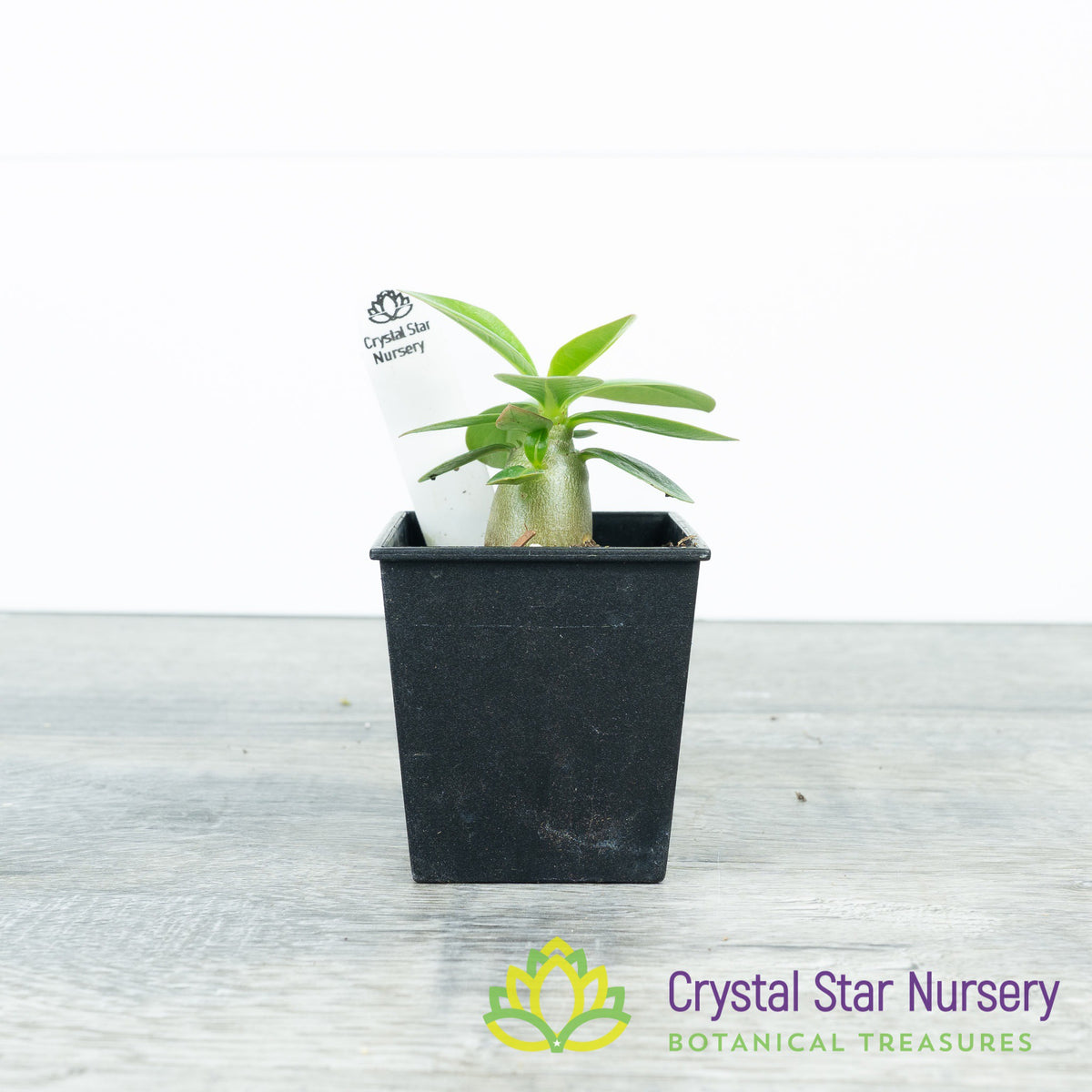 Adenium Black Fang