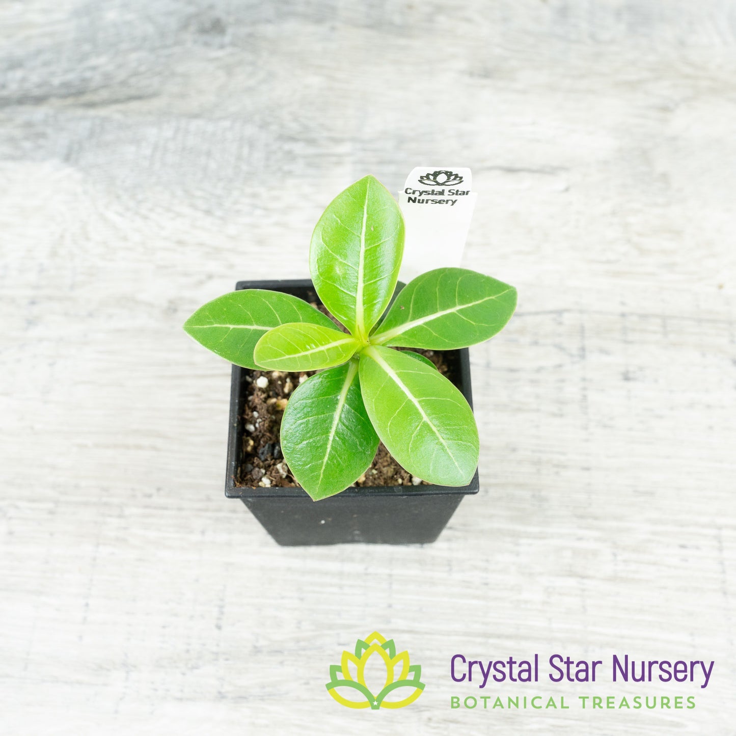 Adenium Black Fang