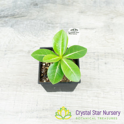 Adenium Black Fang