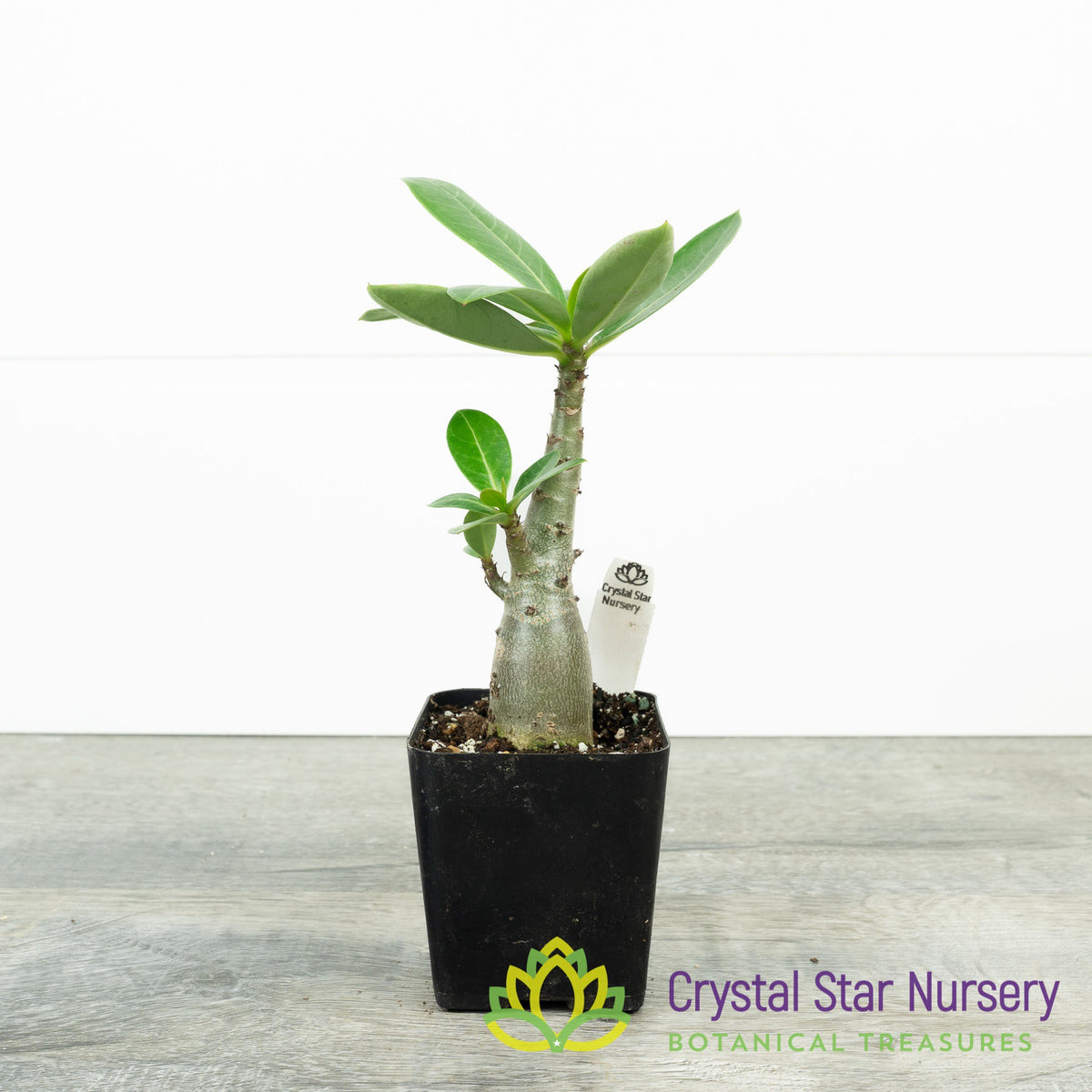 Adenium Black Hawk