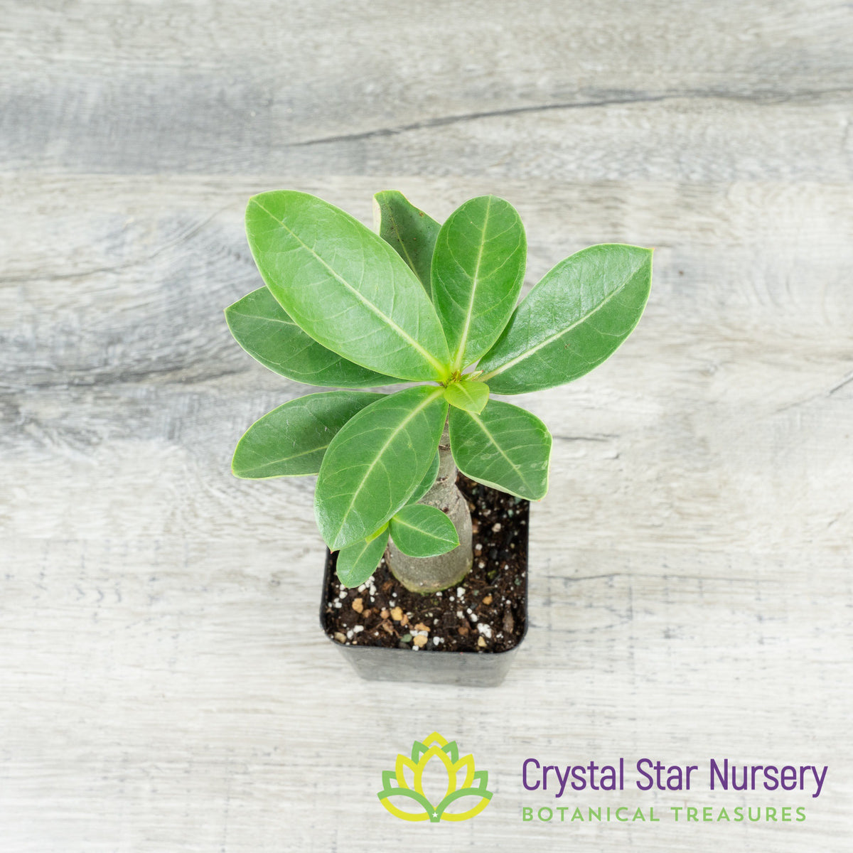 Adenium Black Hawk