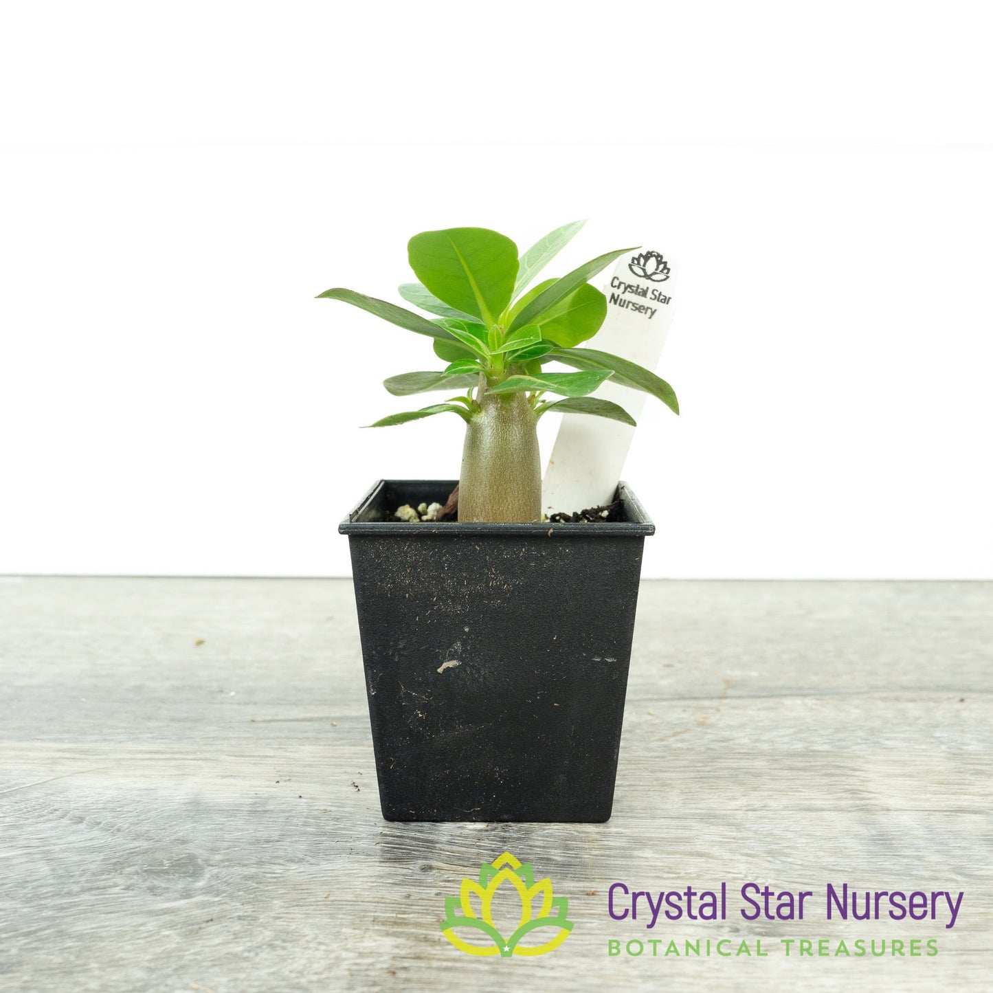 Adenium Boar F2 x Mae Pum Dum