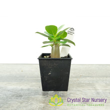 Adenium Boar F2 x Mae Pum Dum