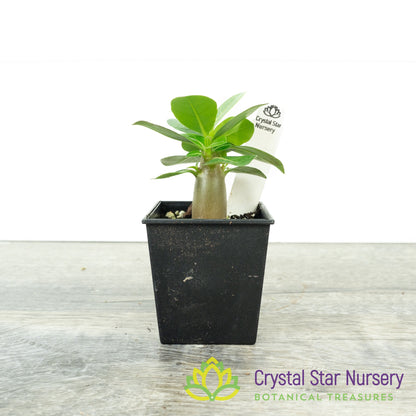 Adenium Boar F2 x Mae Pum Dum