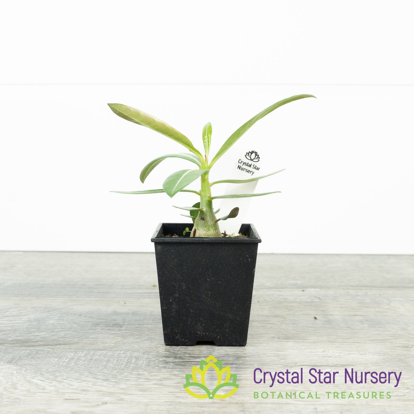Adenium Crispum Hybrid