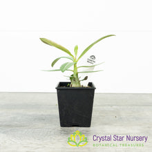 Adenium Crispum Hybrid