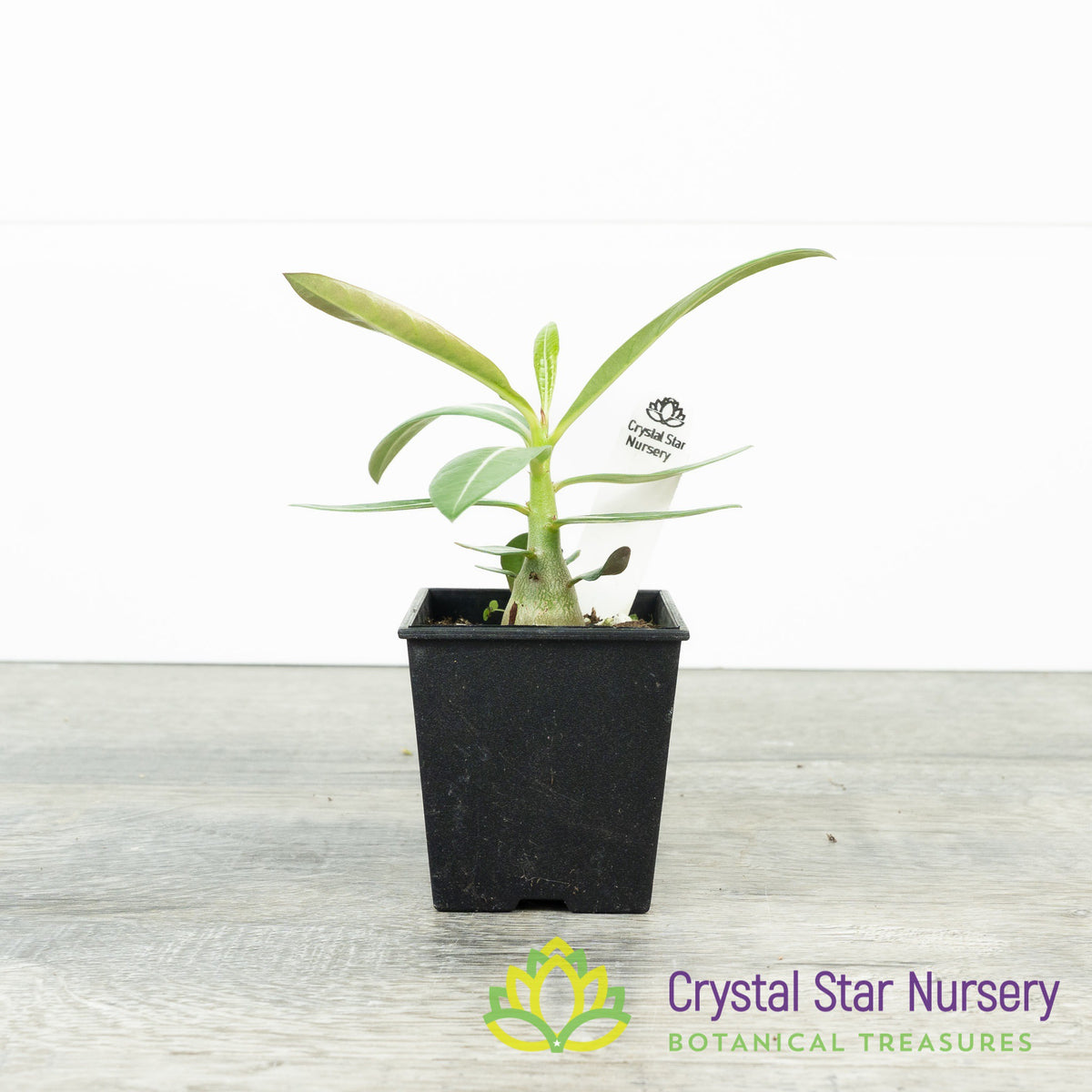 Adenium Crispum Hybrid