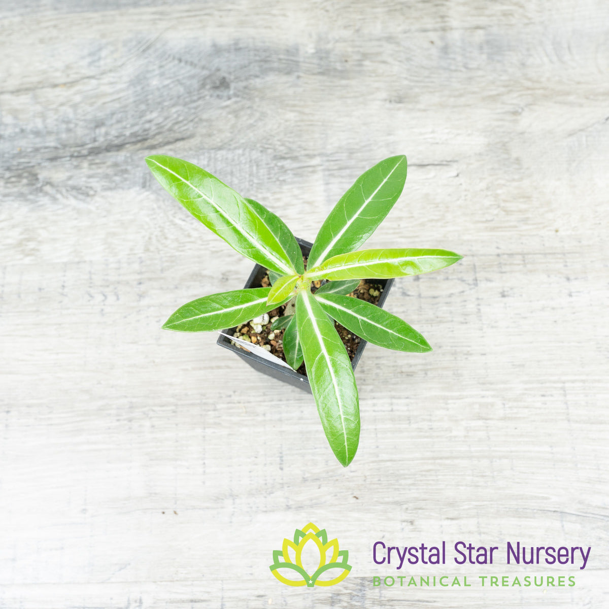 Adenium Crispum Hybrid