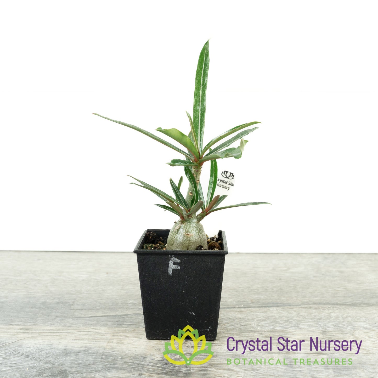 Adenium crispum (F)