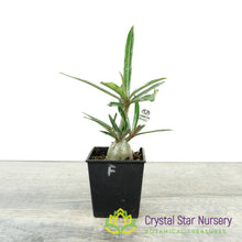 Adenium crispum (F)