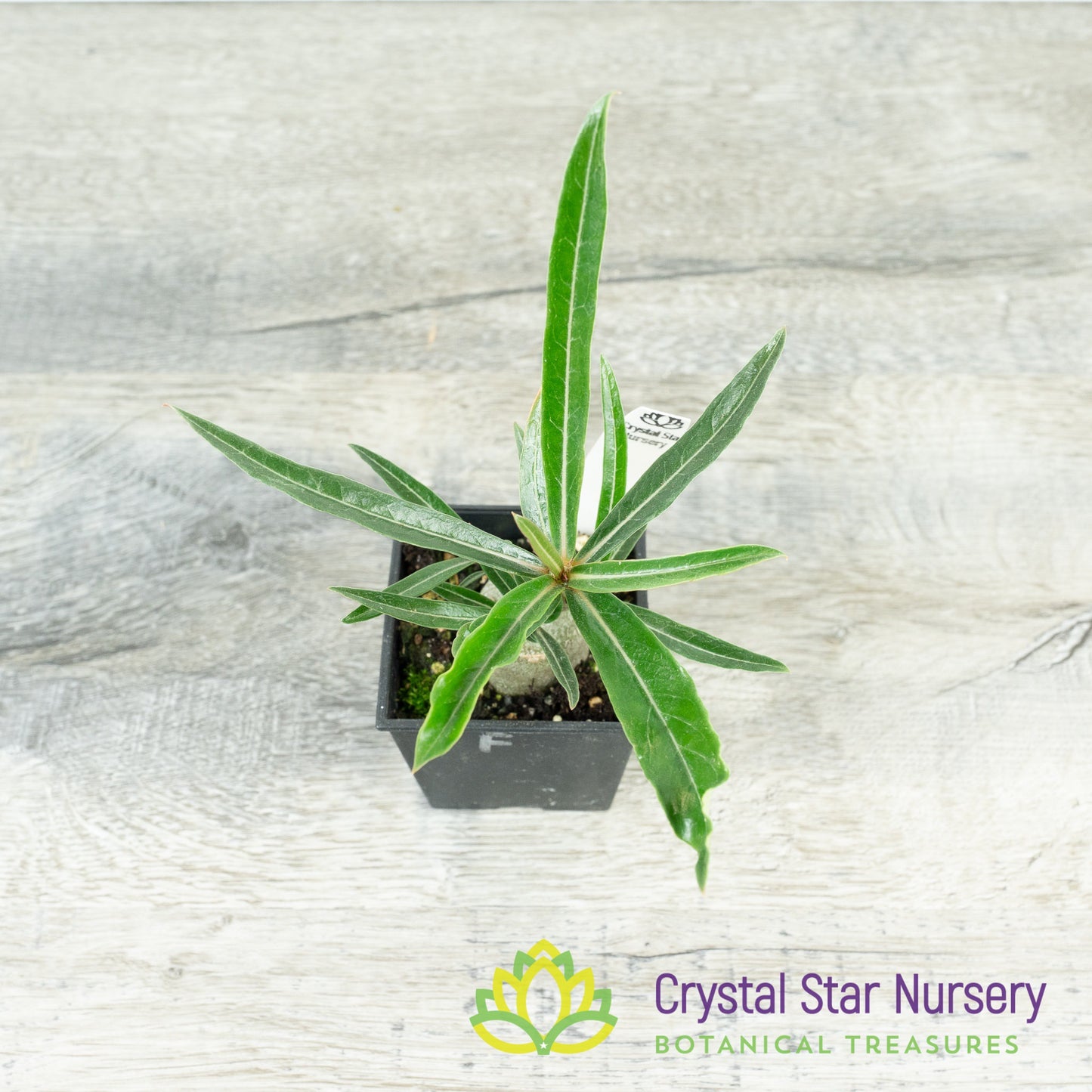 Adenium crispum (F)