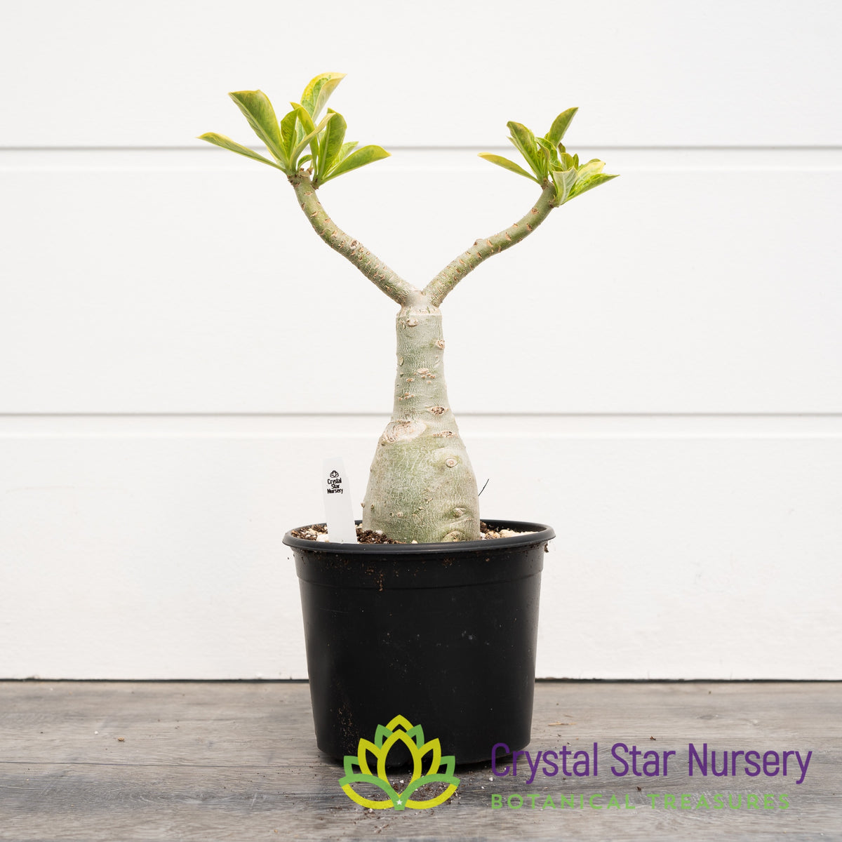 Adenium Diamond Set Tee Yellow