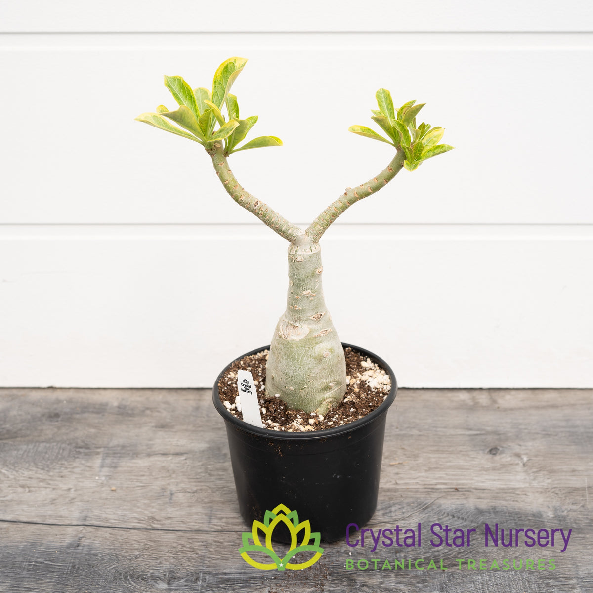 Adenium Diamond Set Tee Yellow