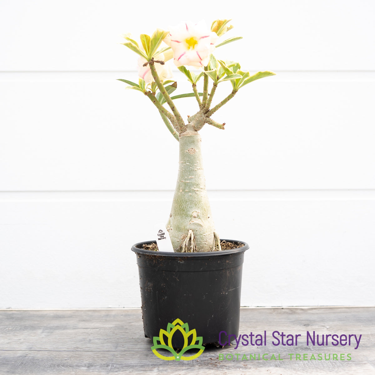 Adenium Diamond Set Tee Yellow