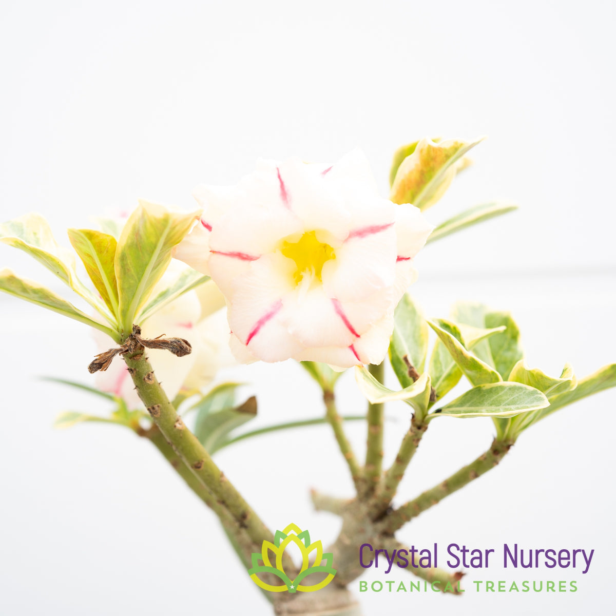 Adenium Diamond Set Tee Yellow