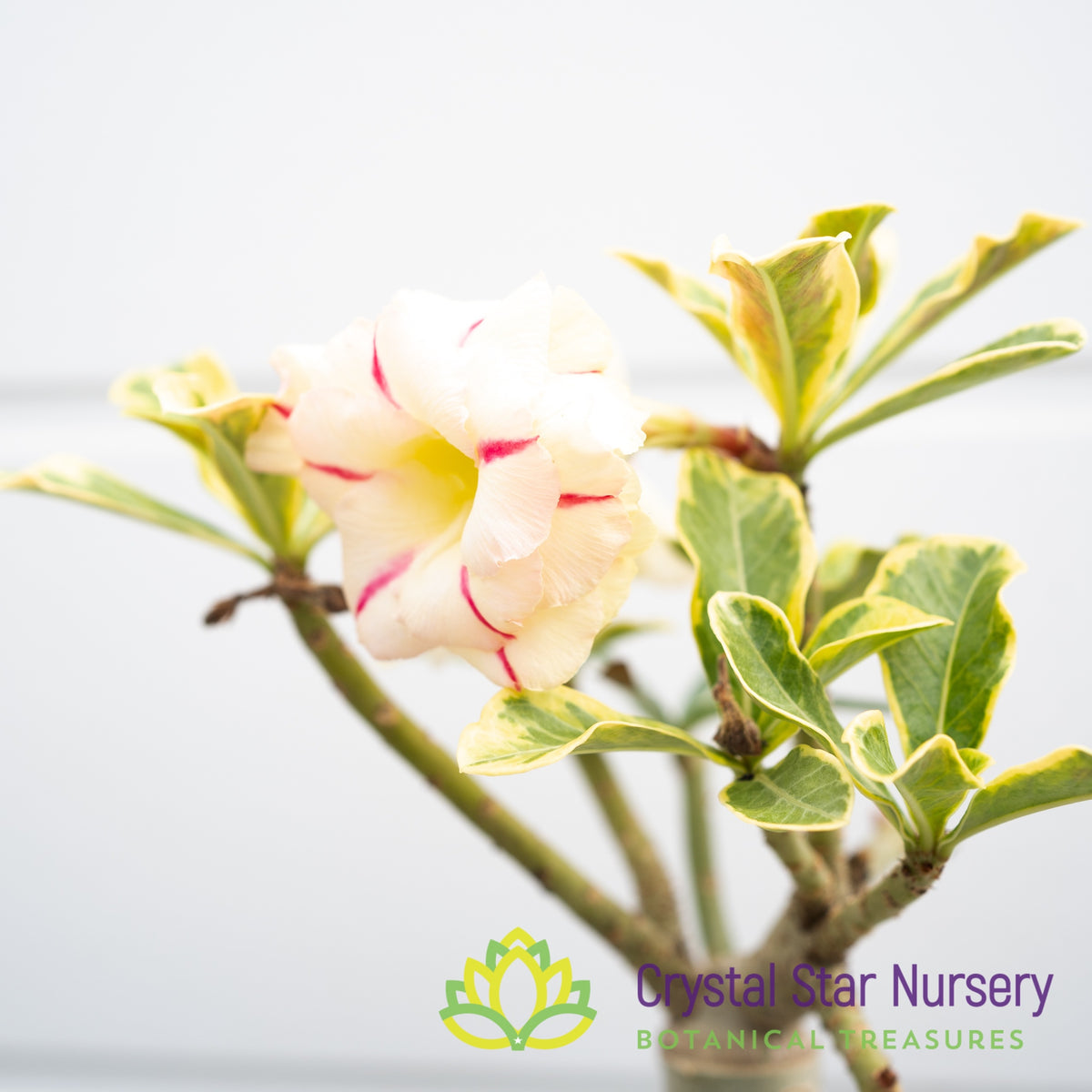 Adenium Diamond Set Tee Yellow
