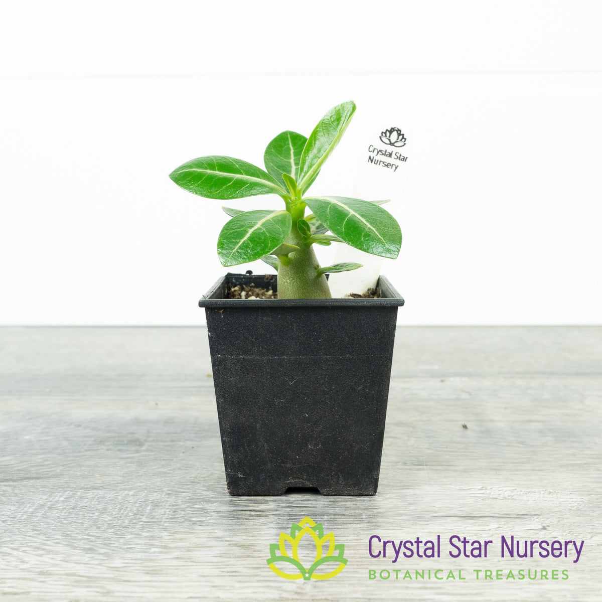 Adenium Godji BNK F1