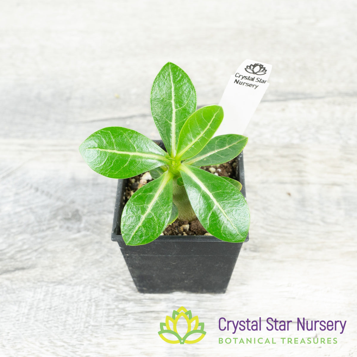Adenium Godji BNK F1