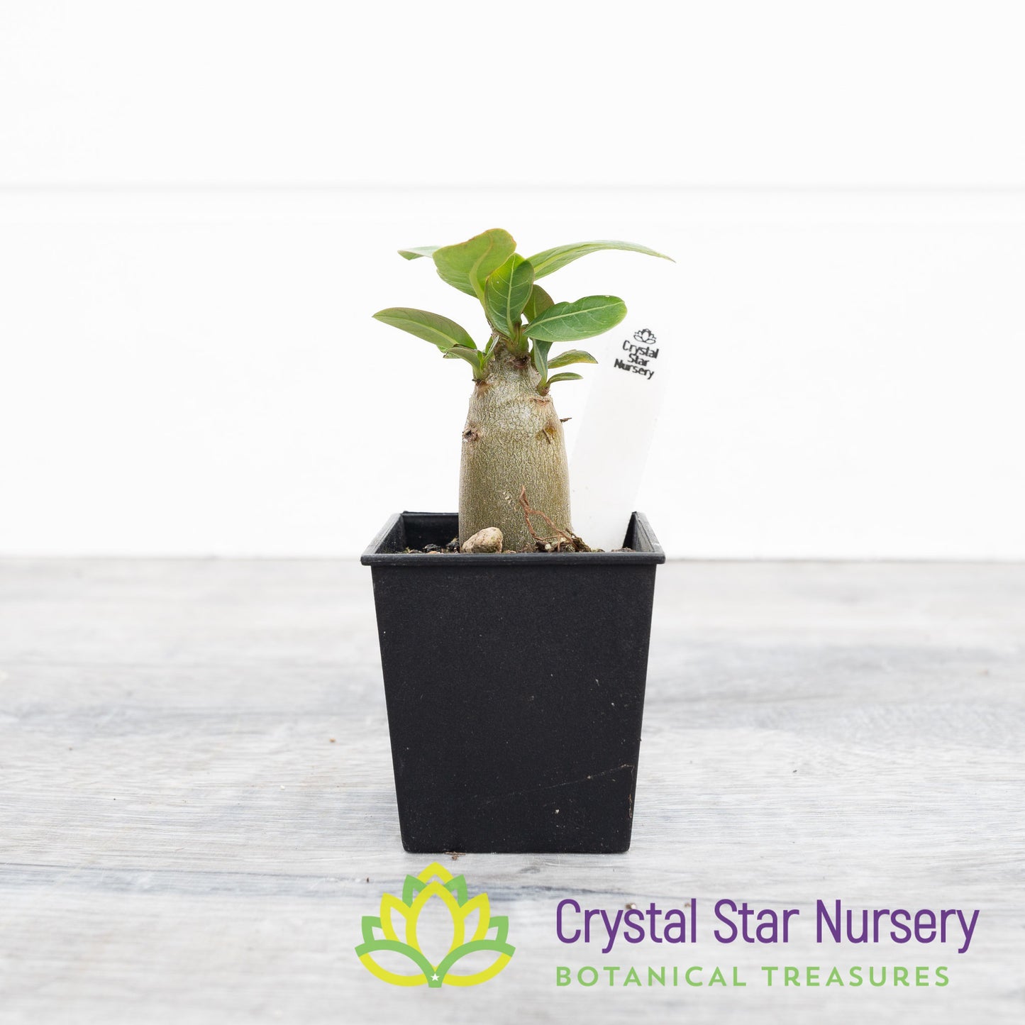 Adenium KHZ Black X Choco