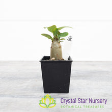 Adenium KHZ Black X Choco