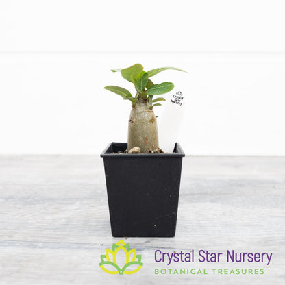 Adenium KHZ Black X Choco