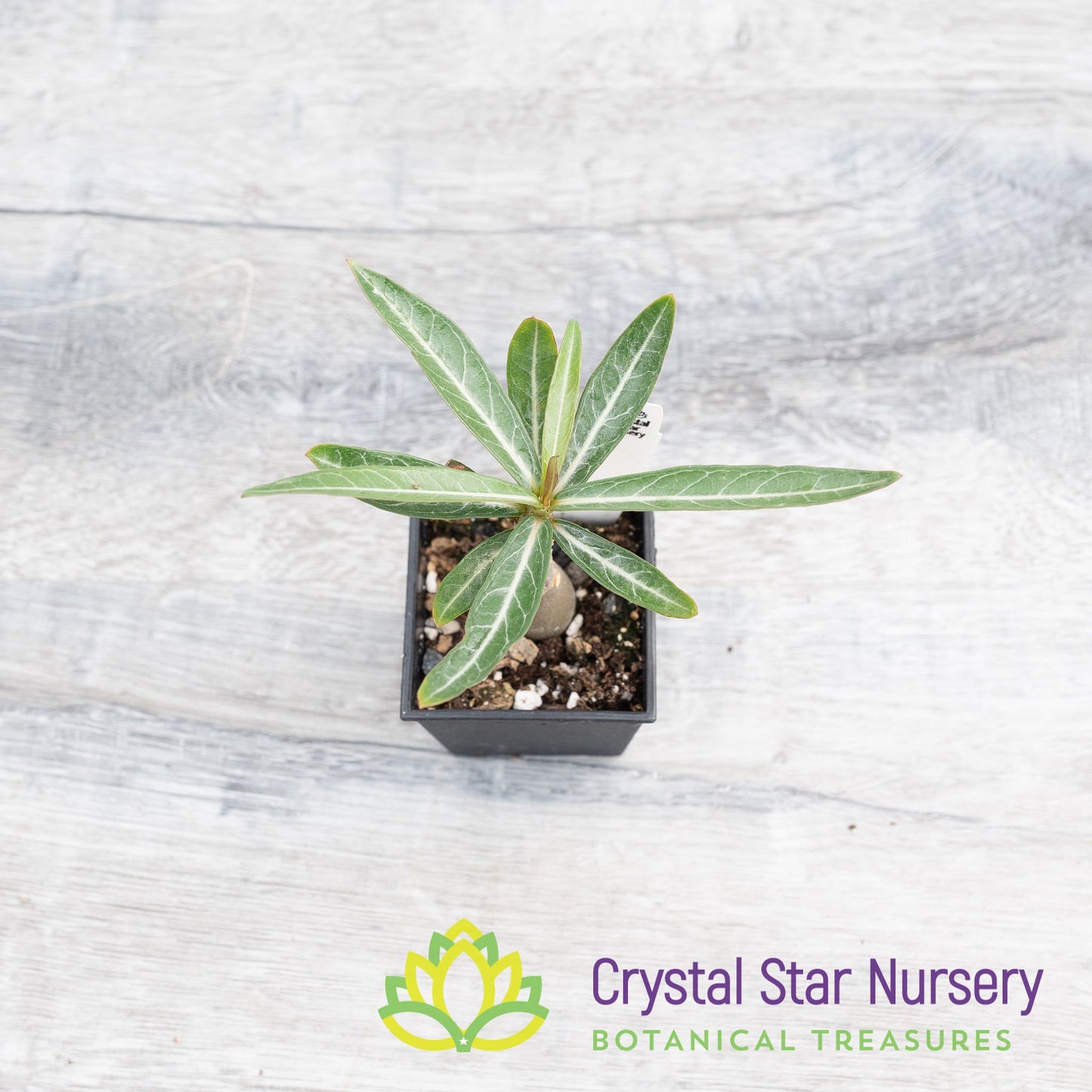 Adenium Nova