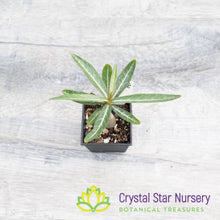 Adenium Nova