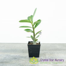 Adenium Obesum Kenya