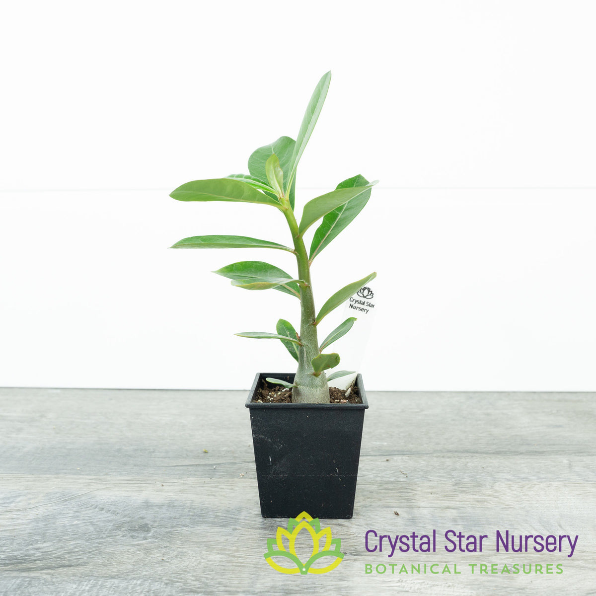 Adenium Obesum Kenya