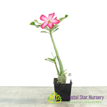 Adenium Obesum Kenya