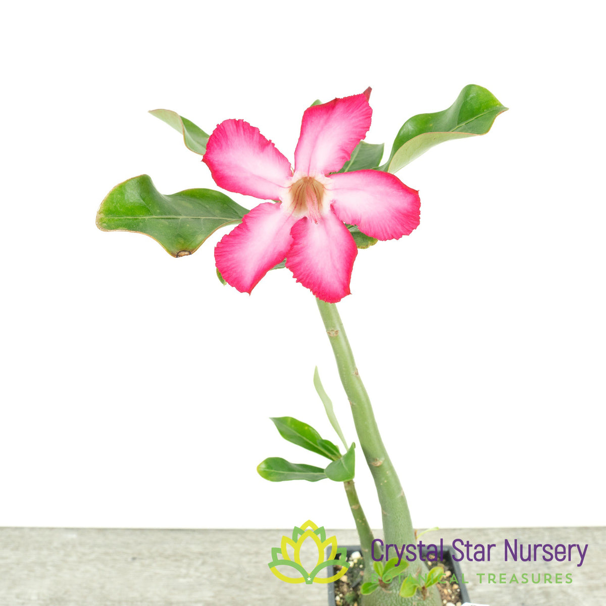 Adenium Obesum Kenya