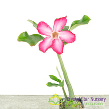 Adenium Obesum Kenya