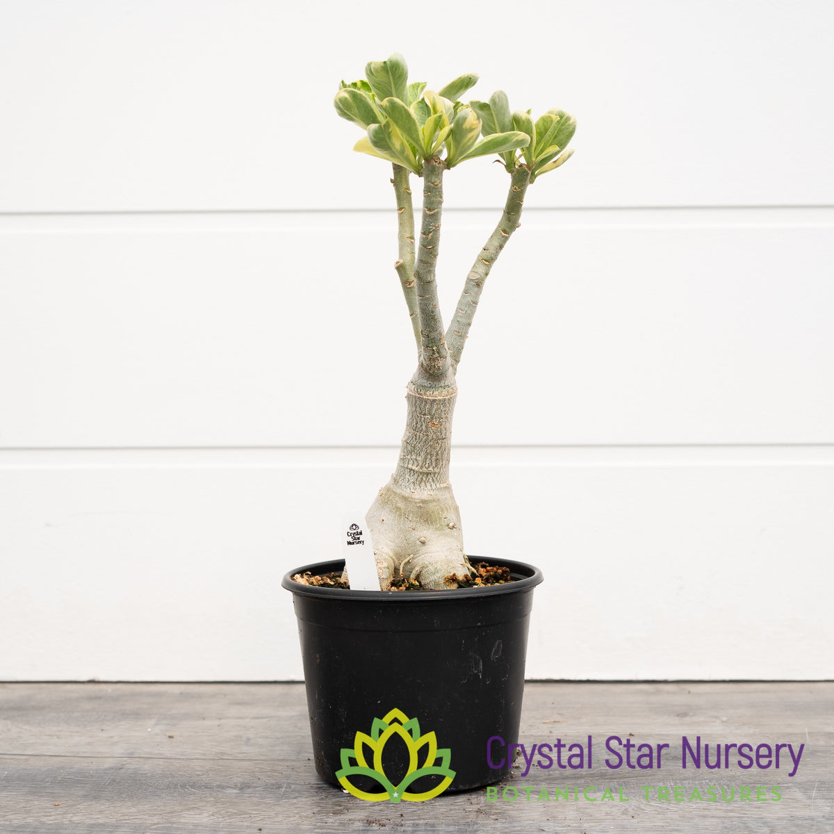 Adenium Obesum Rung Thong Purple