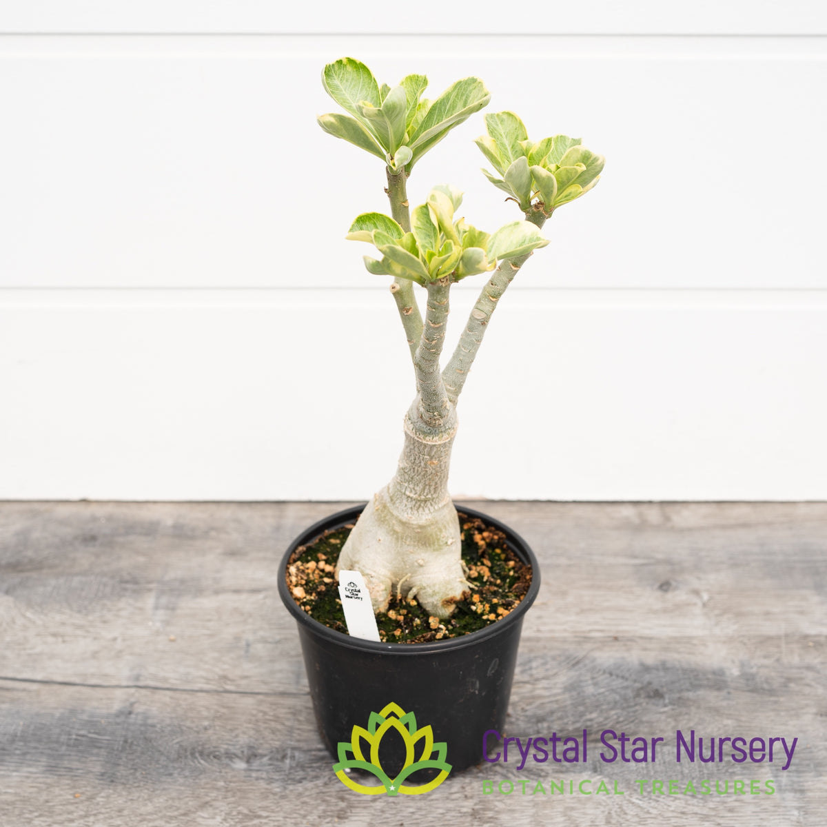 Adenium Obesum Rung Thong Purple