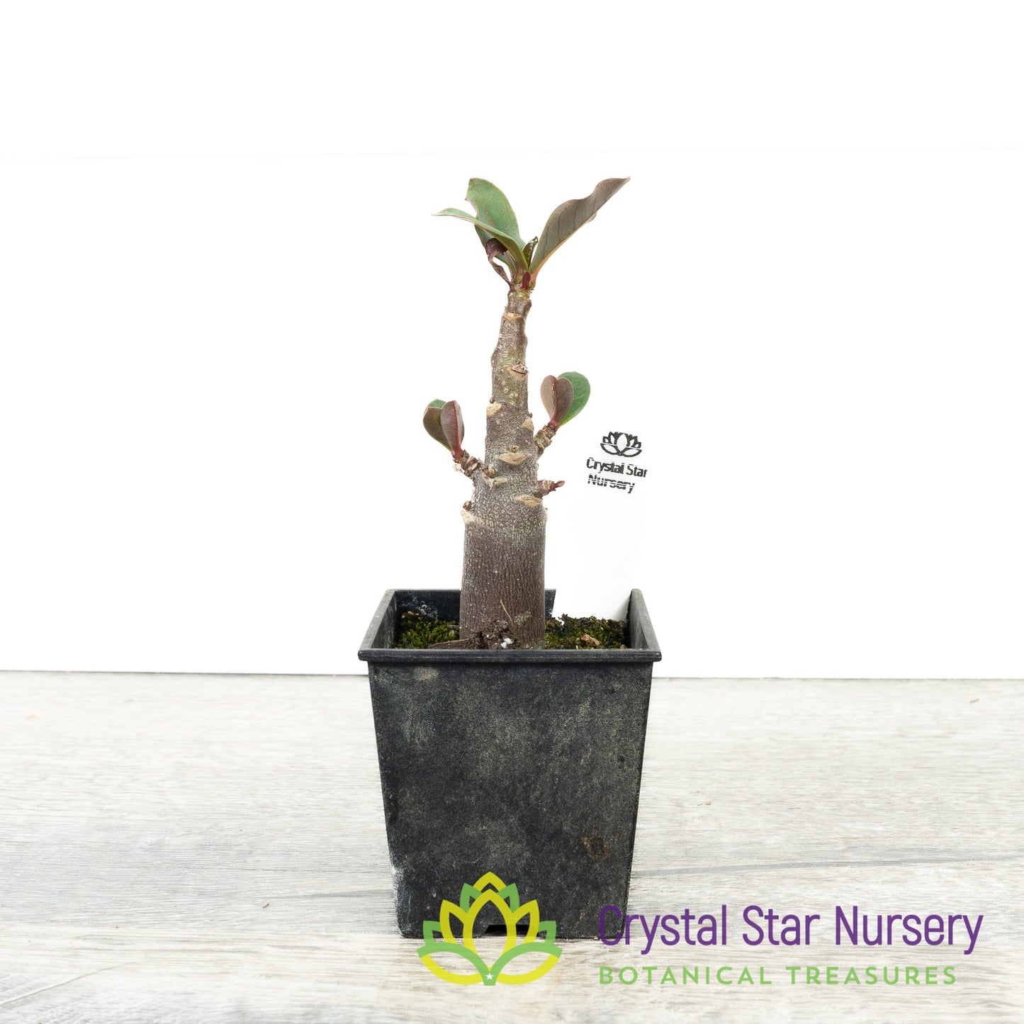 Adenium Ron Purple